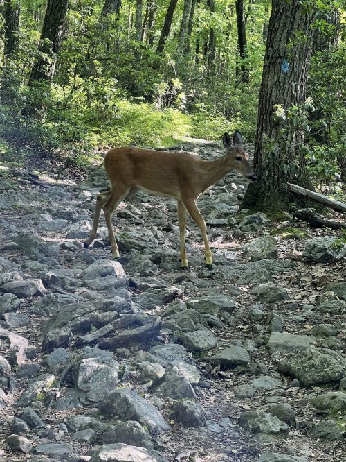 A deer stands on a rocky path in a lush green forest, surrounded by trees and foliage.