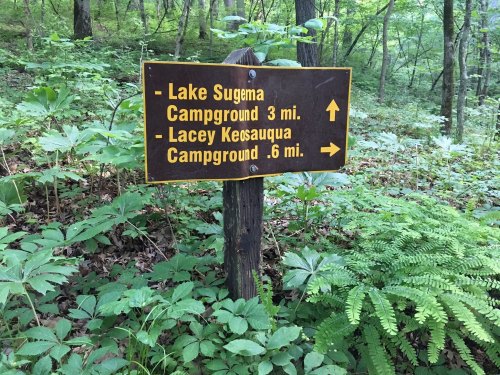 Wooden sign in a forest indicating directions to Lake Sugema Campground (3 mi) and Lacey Keosauqua Campground (0.6 mi).