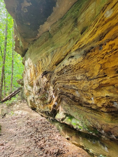 A rocky cliff with layered, textured yellow and brown stone, surrounded by lush green trees in a forested area.