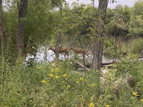Two deer wade through a calm river surrounded by lush greenery and wildflowers.