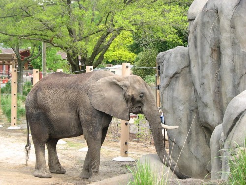 An elephant stands near a rocky structure in a zoo, surrounded by greenery and enclosures.
