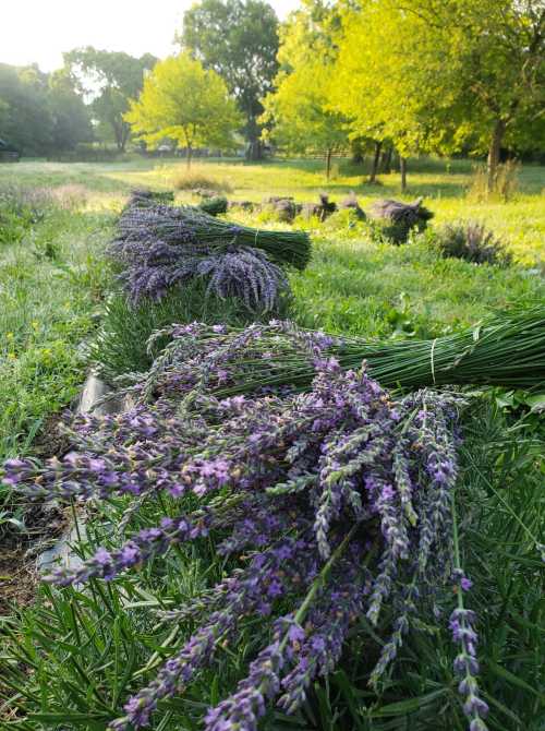 Bundles of freshly cut lavender lie on green grass in a sunlit field, surrounded by trees and blooming foliage.