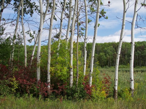 A cluster of white-barked trees with colorful foliage in a lush green landscape under a blue sky.