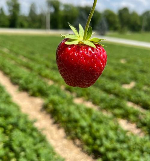 A ripe red strawberry hanging above a lush green strawberry field under a clear blue sky.