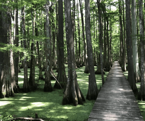 A wooden walkway through a lush, green swamp with tall trees and water covered in green algae.
