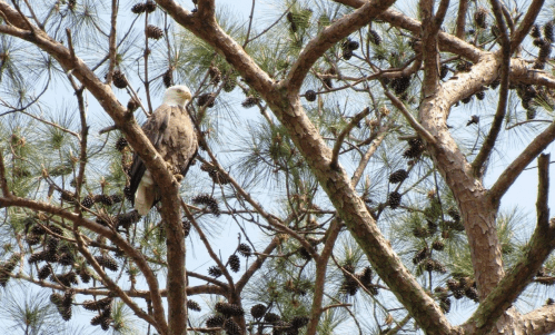 A bald eagle perched on a tree branch surrounded by pine needles and cones.