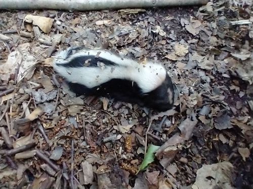 A small black and white animal lies on the forest floor, surrounded by leaves and twigs.