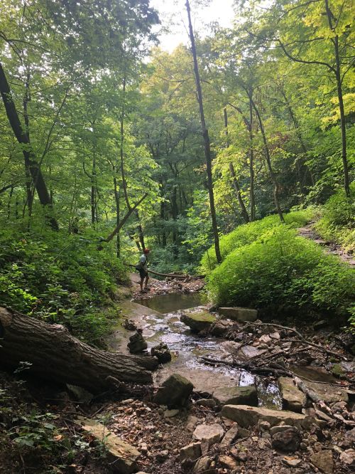 A person walking along a rocky path in a lush green forest with trees and a small stream.
