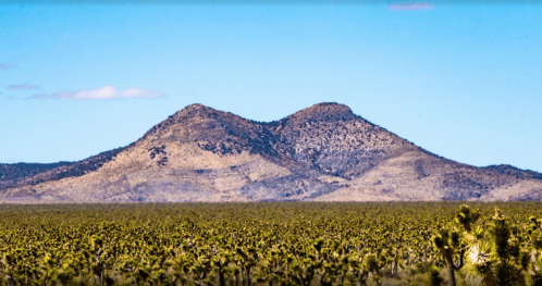 A panoramic view of two mountains rising above a vast field of Joshua trees under a clear blue sky.