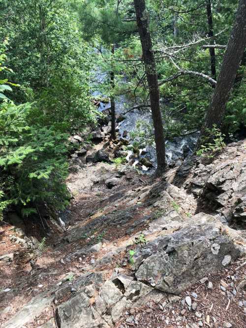 A rocky path leads down through lush greenery to a flowing stream in a serene forest setting.