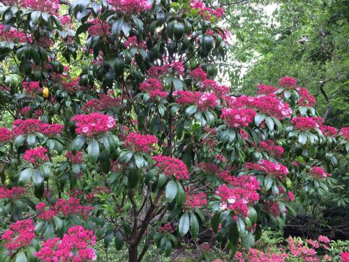 A vibrant tree covered in clusters of bright pink flowers, surrounded by lush green leaves.