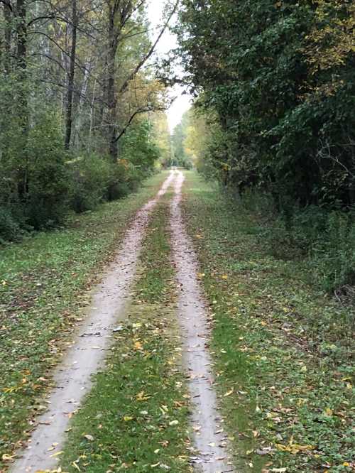 A dirt path lined with trees, leading into a serene, green forest. Autumn leaves scattered along the trail.