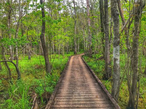 A wooden boardwalk winding through a lush green forest with trees and vibrant foliage on either side.