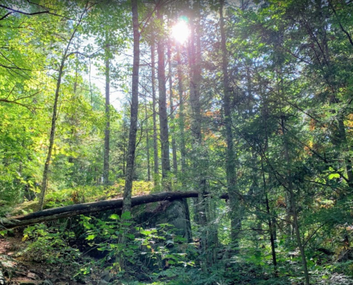 Sunlight filters through lush green trees in a serene forest, highlighting a fallen log on a rocky path.