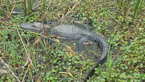 A crocodile resting in shallow water surrounded by green vegetation and reeds.