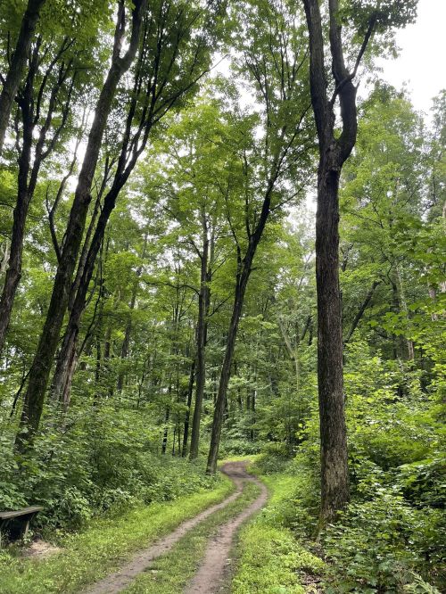 A winding dirt path through a lush green forest with tall trees and dense foliage on either side.