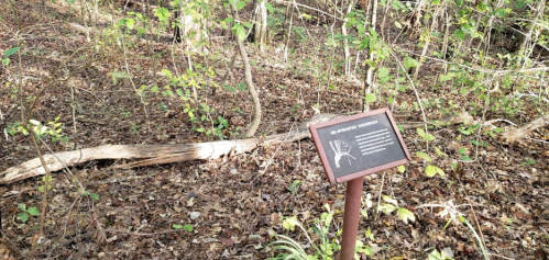 A sign in a wooded area, surrounded by fallen leaves and small plants, providing information about local wildlife.