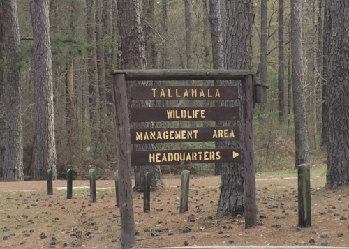 Wooden sign for Tallahala Wildlife Management Area Headquarters, surrounded by tall trees and a natural setting.