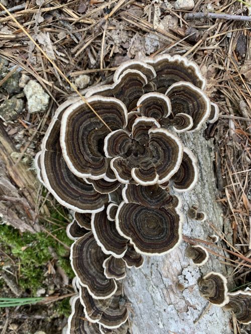 A cluster of brown and white bracket fungi growing on a fallen log, surrounded by pine needles and forest debris.