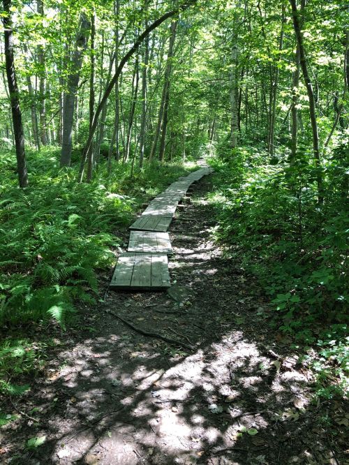 A wooden path winding through a lush green forest, surrounded by ferns and trees. Sunlight filters through the leaves.