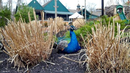 A vibrant blue peacock resting among dry grasses in a garden setting.