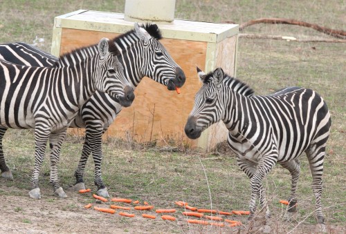 Three zebras are gathered around a pile of carrots on the ground in a grassy area.