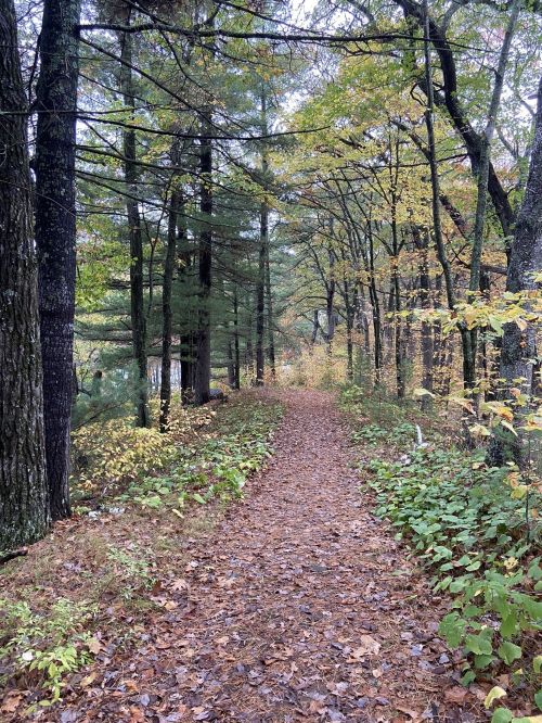 A serene forest path lined with trees and autumn leaves, leading into a peaceful, wooded area.