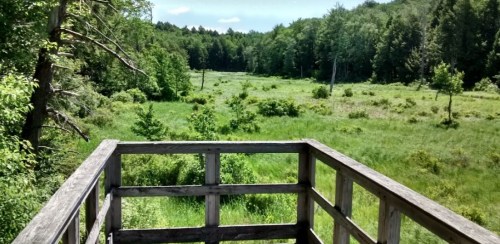 A wooden observation deck overlooks a lush green meadow surrounded by trees under a clear blue sky.