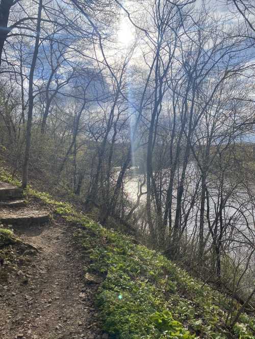 A sunlit path through trees beside a river, with greenery lining the trail and a bright sky above.