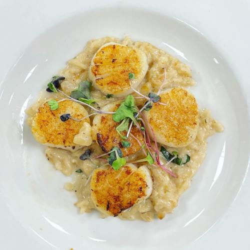 Seared scallops on creamy risotto, garnished with microgreens, served on a white plate.