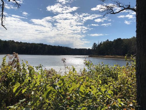 A serene lake surrounded by trees and greenery under a bright blue sky with scattered clouds.