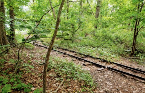 Abandoned railway tracks winding through a lush, green forest with dense foliage and trees surrounding the area.