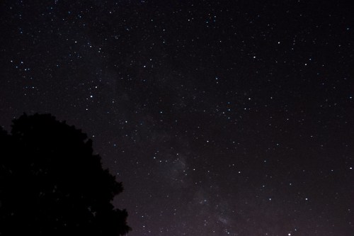 A starry night sky filled with numerous stars and a silhouette of a tree in the foreground.