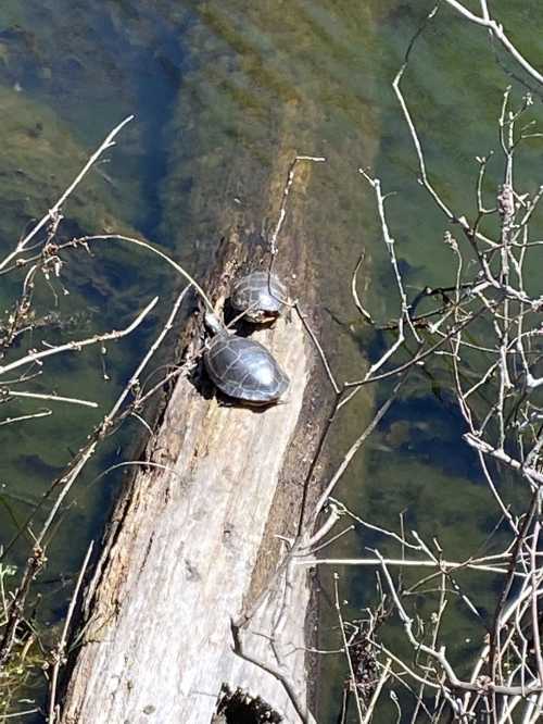 Two turtles basking on a log above water, surrounded by sparse branches and greenery.