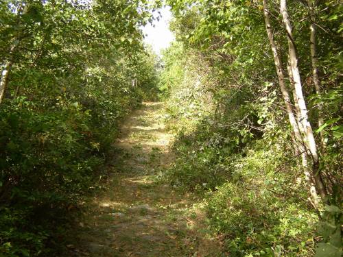 A narrow, overgrown path surrounded by lush greenery and trees, leading into a serene forested area.