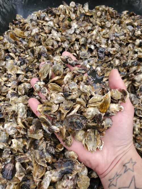 A hand holding a large handful of mixed, empty oyster shells on a bed of more shells.