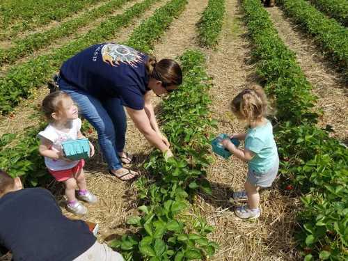 A woman and two children pick strawberries in a sunny field, surrounded by rows of green plants and straw.