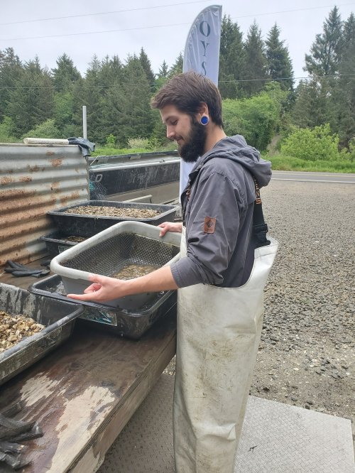 A person in waders sifts through a tray of oysters at an outdoor seafood processing area.