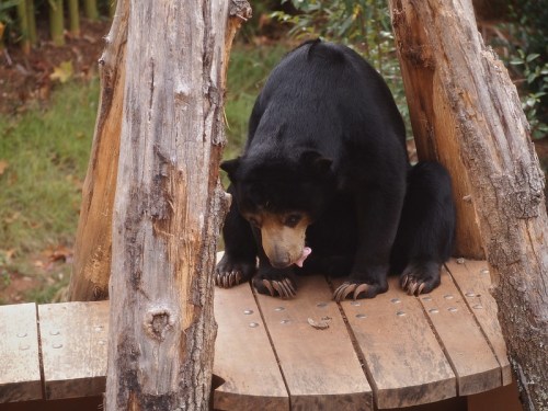 A black bear sits on a wooden platform, licking its paw, surrounded by trees and natural greenery.