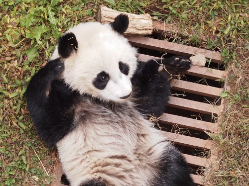 A playful panda lies on its back near a drain, surrounded by grass and a few small sticks.