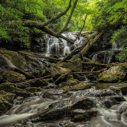 A serene forest scene featuring a waterfall cascading over rocks, surrounded by lush greenery and fallen branches.