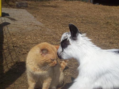 A fluffy orange cat and a white goat with black markings are nuzzling each other in a sunny outdoor setting.
