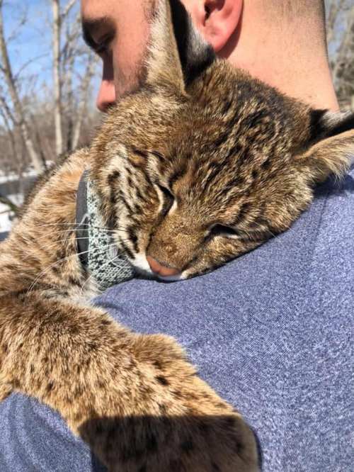A person holds a sleeping lynx against their shoulder, showcasing the animal's spotted fur and relaxed expression.