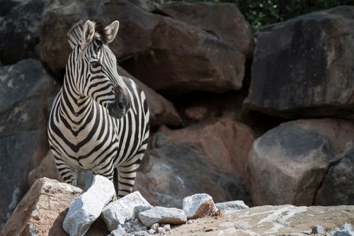 A zebra stands on rocky terrain, looking to the side with its distinctive black and white stripes.