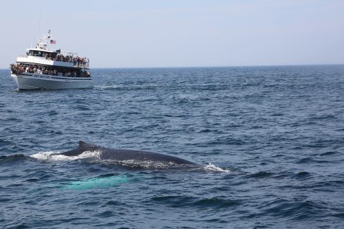A whale surfaces near a tour boat with passengers observing in the ocean on a clear day.