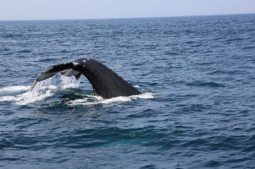 A whale's tail emerges from the ocean, splashing water as it dives beneath the surface.