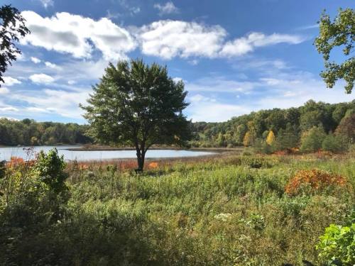 A serene landscape featuring a lone tree by a calm lake, surrounded by colorful autumn foliage and a clear blue sky.