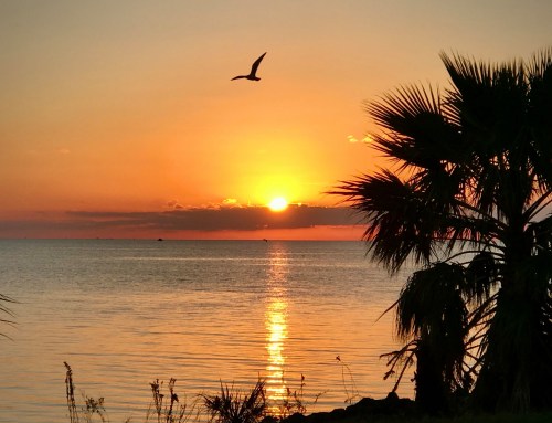 A serene sunset over calm waters, with a silhouette of palm trees and a bird flying across the colorful sky.