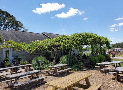 Outdoor seating area with picnic tables under a vine-covered pergola, surrounded by greenery and a blue sky.