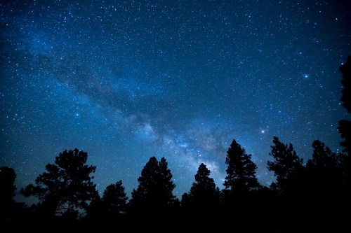 A starry night sky filled with stars and the Milky Way, silhouetted by dark pine trees in the foreground.